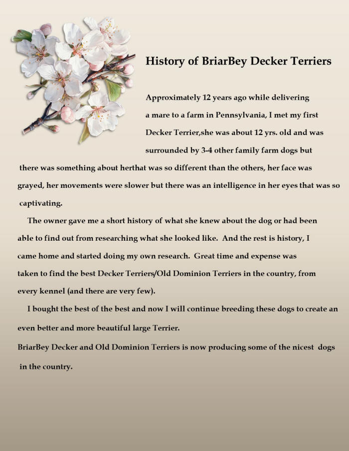 History of BriarBey Decker Terriers                                                         