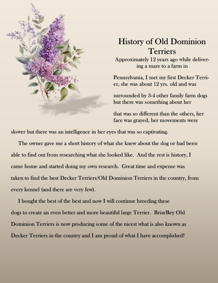 History of Old Dominion     Terriers                                                         Approximately 12 years ago while delivering a mare to a farm in