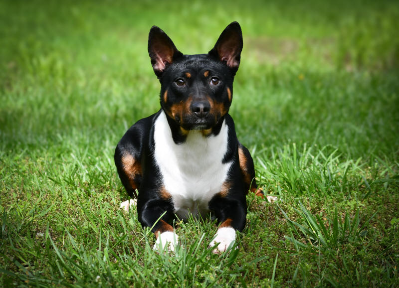 Old Dominion Terrier