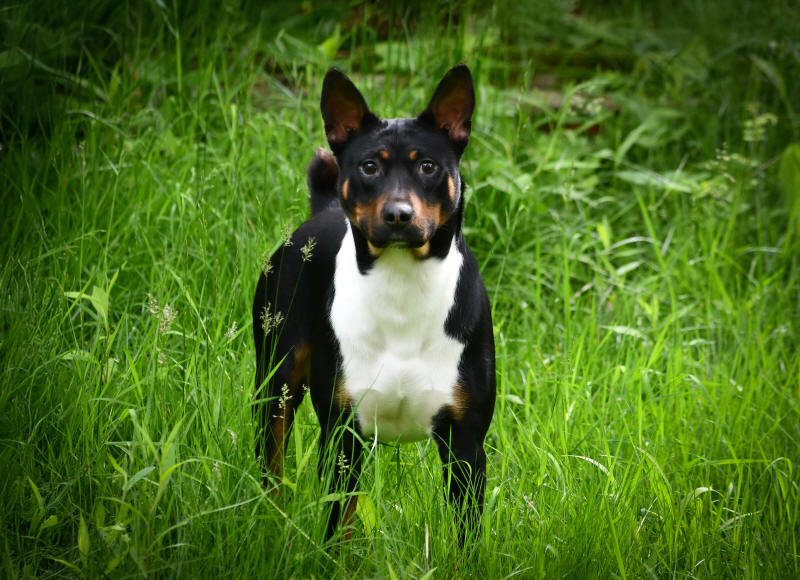 Old Dominion Terrier