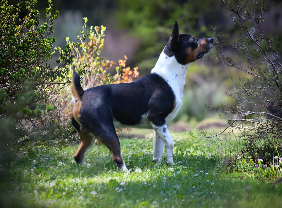 Old Dominion Terrier