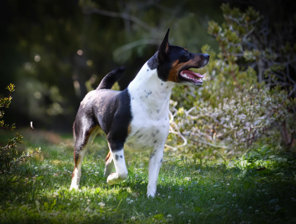 Old Dominion Terrier