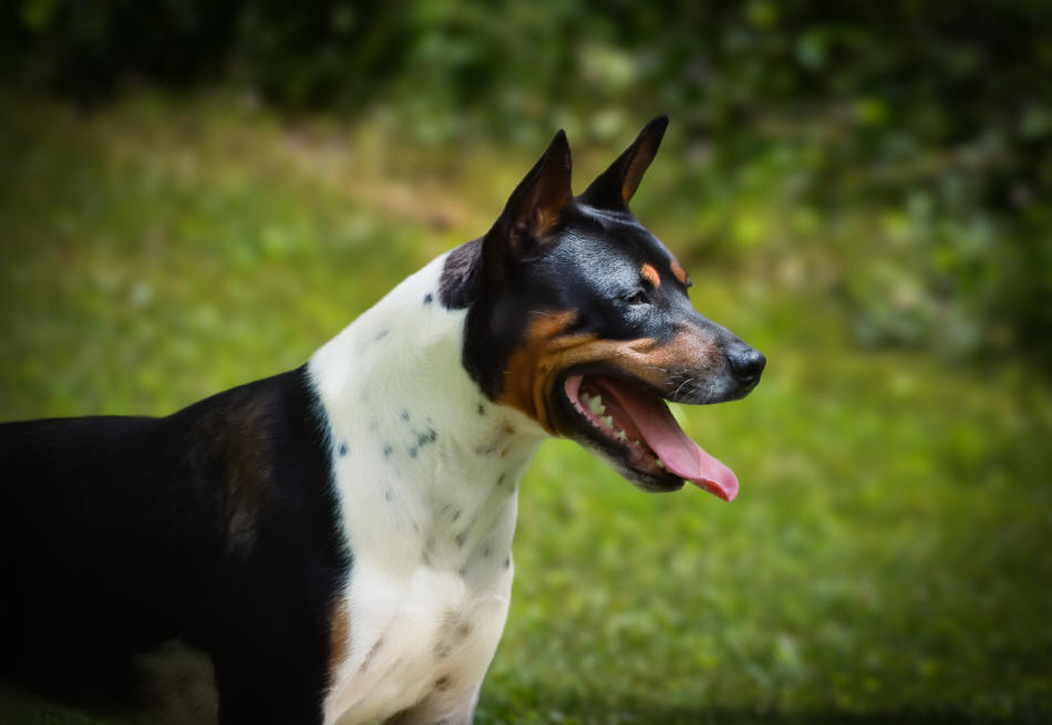 Old Dominion Terrier