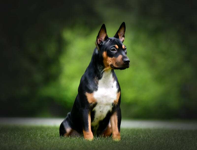 Old Dominion Terrier